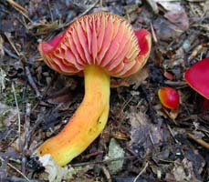 Hygrocybe coccinea.